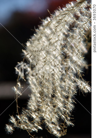 Miscanthus Miscanthus 3693070