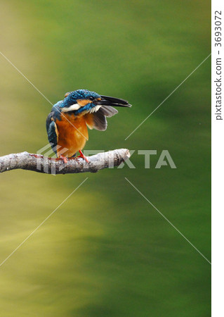 Kingfisher who kills feathers Kingfisher who kills feathers 3693072