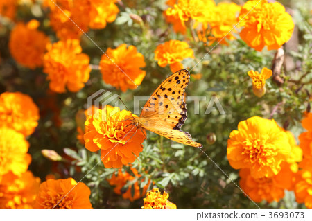 Marigold and Tsumagoro Hyouton Marigold and Tsumagoro Hyouton 3693073