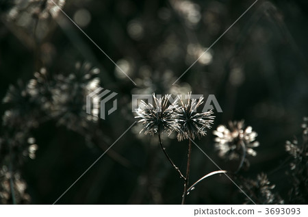 Kosendangusa Kosendangusa 3693093