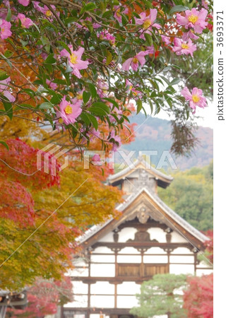 Tenryu-ji Temple in autumn color 3693371