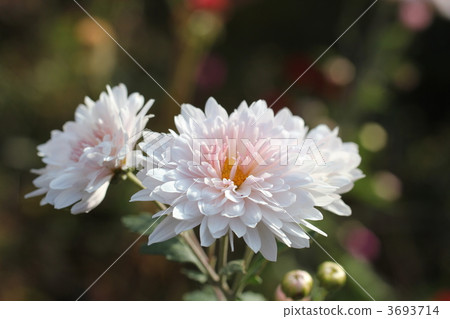 Chrysanthemum   3693714