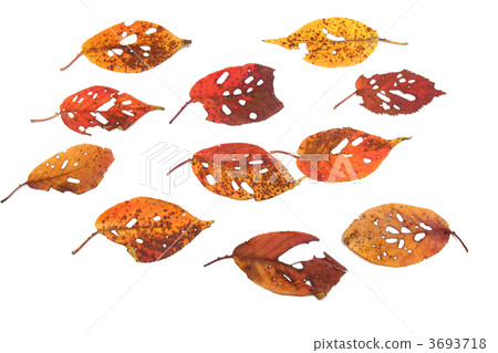 落葉櫻桃葉 3693718