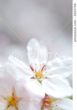 Close-up of Yoshino cherry tree Close-up of Yoshino cherry tree 3693788