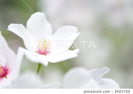 Close-up of Yoshino cherry tree 3693789