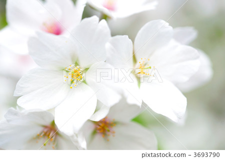 Close-up of Yoshino cherry tree Close-up of Yoshino cherry tree 3693790