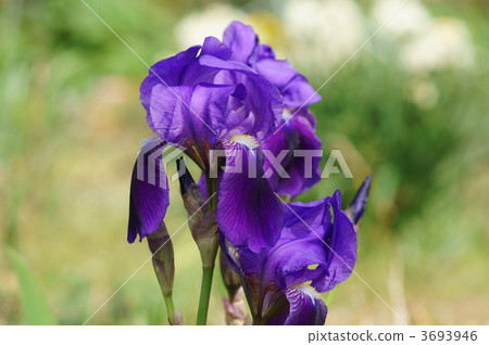 這是德國的虹膜大矢。 3693946