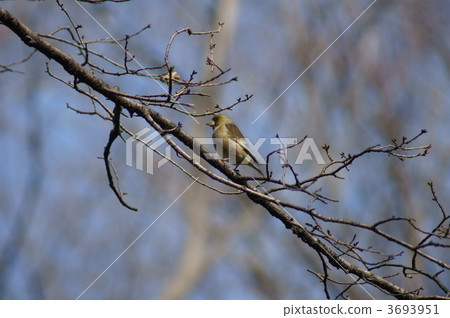 在早春的森林大川原(川原市) 在早春的森林大川原(川原市) 3693951