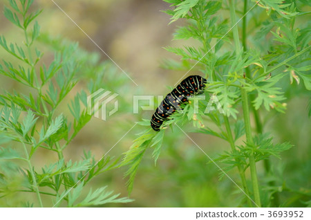A larva of yellow lancer is conspicuous in ginseng leaves. 3693952