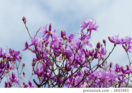 Three leaves are in full bloom. 3693965