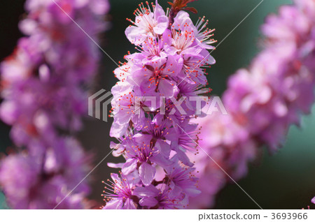 It is probably in full bloom of the garden plum. It is probably in full bloom of the garden plum. 3693966