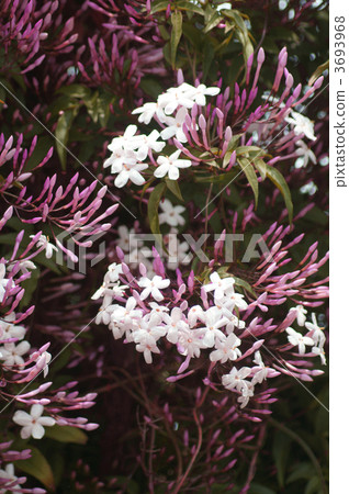 Hagoromo Hagoromo Jasmine is a nice incense. 3693968