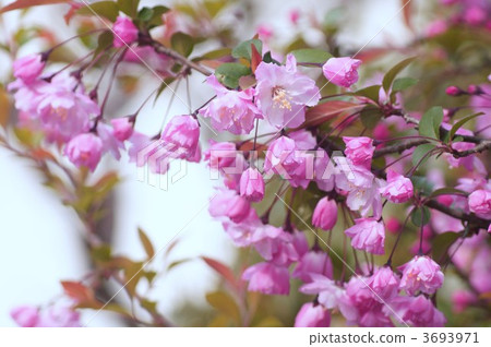 Flower hopping 3693971