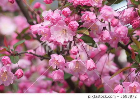 Flower hopping Flower hopping 3693972