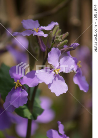 花它看起來像Sane的花。 3693974