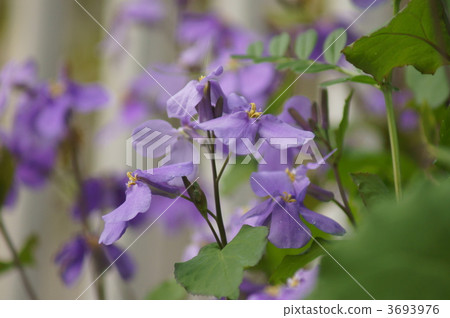 花它看起來像Sane的花。 花它看起來像Sane的花。 3693976