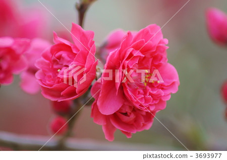 花桃紅色微小的甜味香味...... 3693977