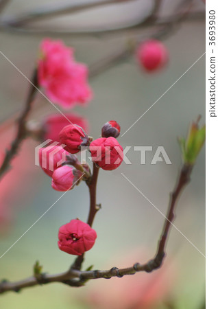 花桃紅色微小的甜味香味...... 3693980