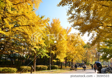 札幌中島公園銀杏aki 3694503