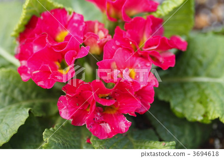 花園 花芯 花蕊 3694618