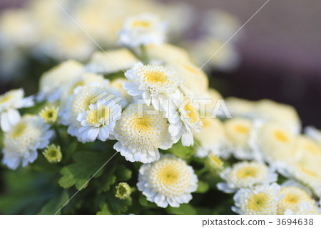 floret, center of a flower, chamomile 3694638