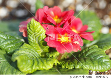 花園 花芯 花蕊 3694897