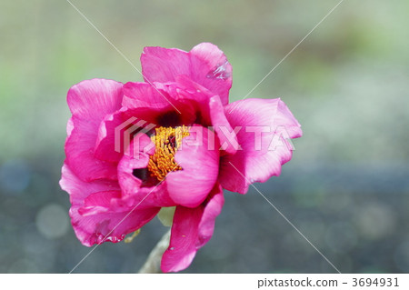 paeoniaceae, paeonia, deciduous dwarf shrub 3694931
