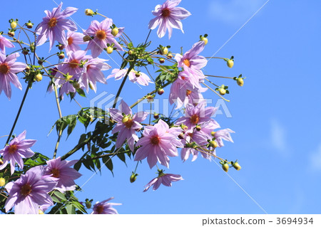 emperor dahlia, dahlitree, dahlia imperiali 3694934
