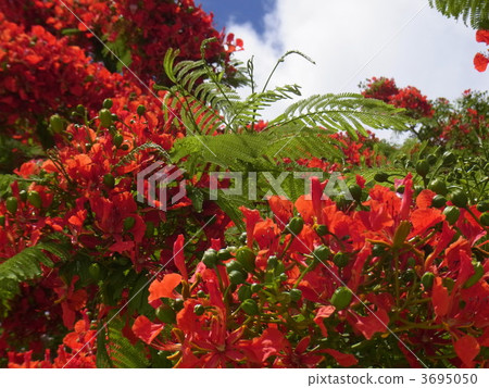Flamboyante (flame tree) 3695050