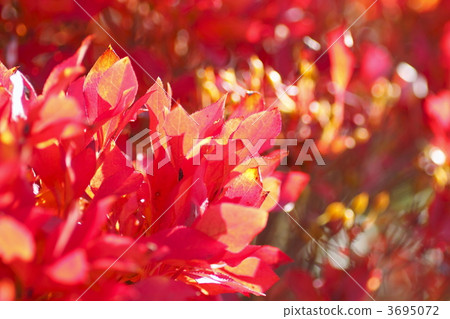 maple, yellow leafe, blur 3695072