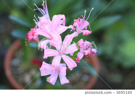 nerine, Light Pink, cluster amarylli 3695180