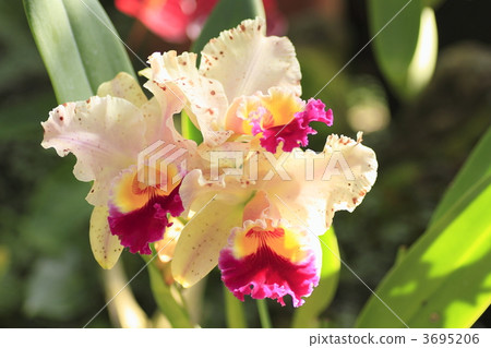 cattleya, bloom, blossom 3695206