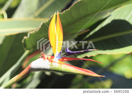 sutorechia regine, bird-of-paradise, strelitzia 3695208