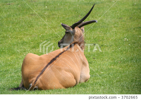 alone eland 3702665