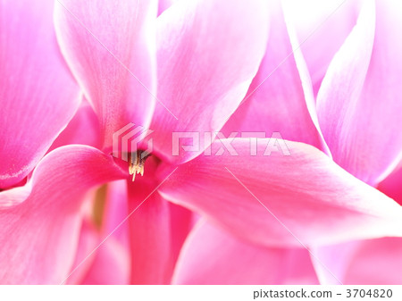 白色覆蓋物仙客來在桃紅色的 3704820