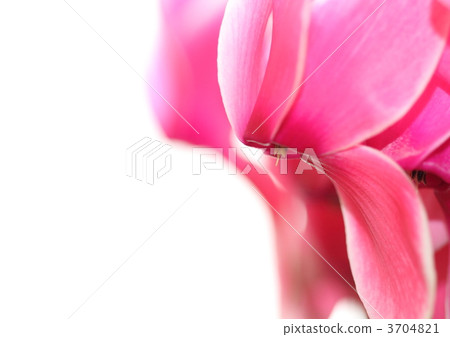 白色覆蓋物仙客來在桃紅色的 3704821