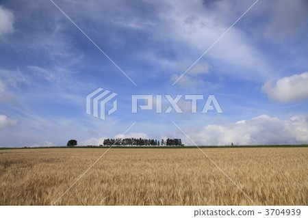 wheat field, wheatfield, field 3704939
