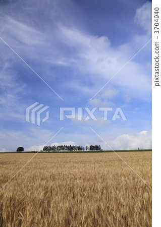 小麥地 原野 田地 3704940