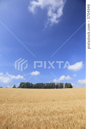 wheat field, wheatfield, field 3704946
