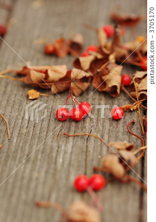 small truth, red berry, falling leafe 3705170