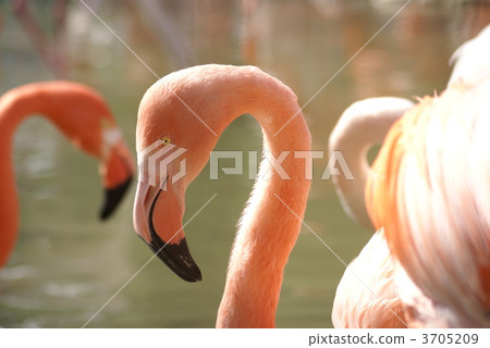 beak, flamingo, flamingoes 3705209