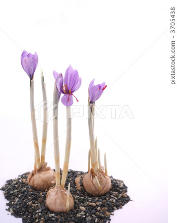 Medicated saffron flowers Medicated saffron flowers 3705438