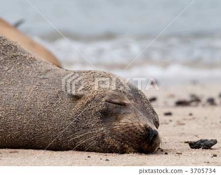 海洋動物 密封 加拉帕戈斯群島 3705734
