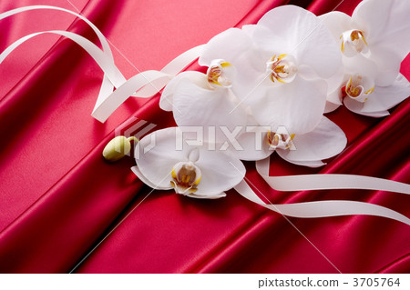 Phalaenopsis orchid Phalaenopsis orchid 3705764