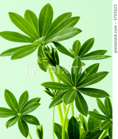 Lupine Lupine 3705923