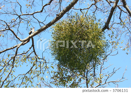 槲寄生,接吻球 槲寄生,接吻球 3706131