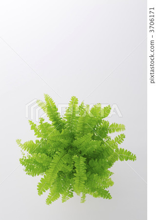 Fern 3706171