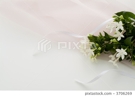 鮑伐德屬灌木 插花藝術 花朵 3706269