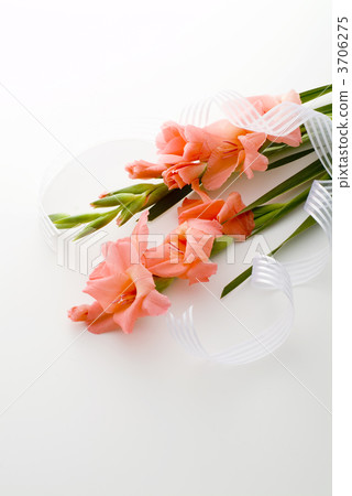 Gladiolus Gladiolus 3706275