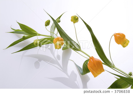 雷霆索尼婭 3706838